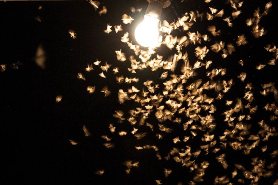 bug and light
